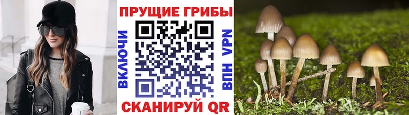 Псилоцибиновые грибы мицелий Циолковский
